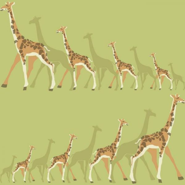 Papel de Parede  dwell Studio DW2364